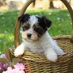 Woof Discover Your New Best Friend From Craigslist Wilmington Nc Adopt A Playful Pup Today