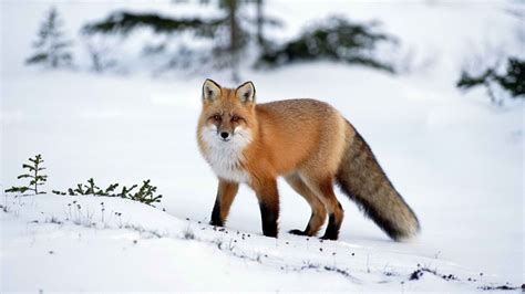 How to add a live wallpaper for your android mobile phone. animals, Winter, Snow, Fox Wallpapers HD / Desktop and Mobile Backgrounds
