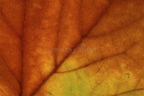 Bright Colours Autumn Maple Leaf Macro Stock Image Image Of Close