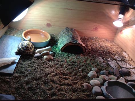 How do sulcata tortoises live long? How Long do Tortoises Live? The Life of a Tortoise ...