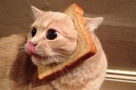Image 512852 Cat Breading Know Your Meme