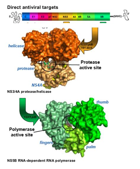 Adverse event bakulin i, pasechnikov v, varlamicheva a, sannikova i. Combination of the NS3/4A Protease Inhibitor ITMN-191 ...