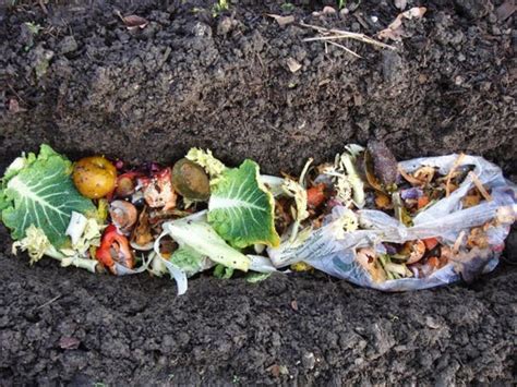 Trench Composting Your Kitchen Waste