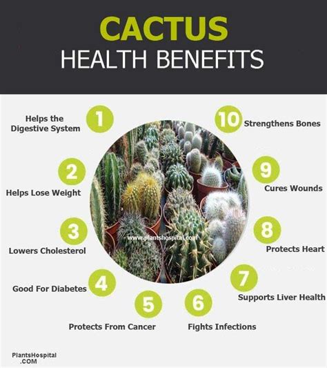 11 Incredible Health Benefits Of Cactus Uses Warnings And More