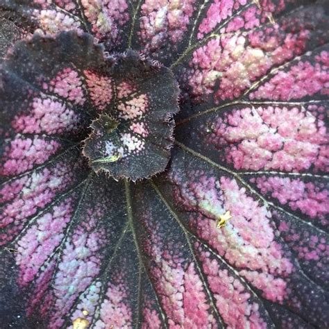 Jessica Nervous System On Instagram Spiral Leaf Of Begonia Rex