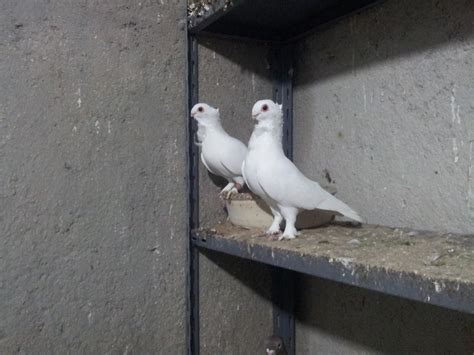 Check spelling or type a new query. Beauty Of Pigeons/جمال طيور الحمام: حمام انجليزي