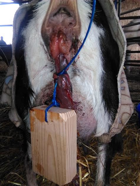 One mother has just given birth (afterbirth still hanging). ﻿Hard kidding, Retained afterbirth & Swollen Vulva - HERB ...