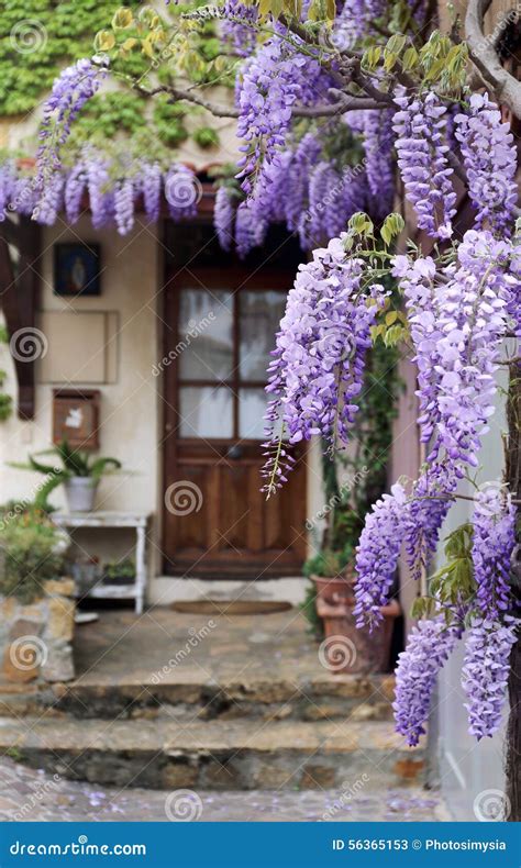 Purple Wisteria Flowersbean Treechinese Wisteriapurple Vine Royalty