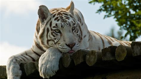 Physical Characteristics White Tiger