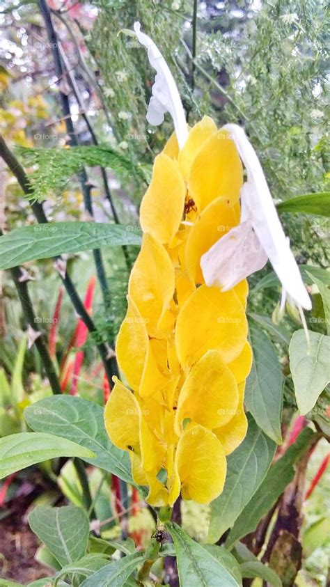 Lilin ulang tahun ini sangat unik, karena lilin ini memiliki bentuk seperti bunga teratai yang akan mekar saat anda menyalakan sumbunya. Paling Bagus 11+ Bunga Lilin - Gambar Bunga Indah