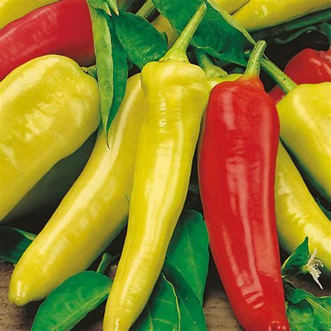 Näytä lisää sivusta hungarian hot wax facebookissa. Chilli Pepper Hungarian Hot Wax Seeds from Mr Fothergill's ...