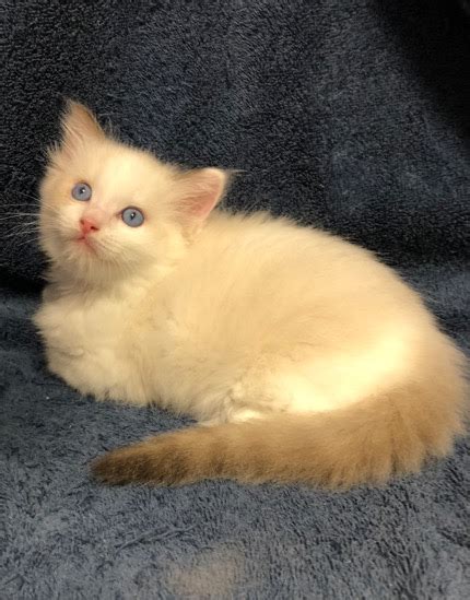 Kittens for sale guaranteed healthy. Ragmeister Ragdolls -- kittens for sale San Diego