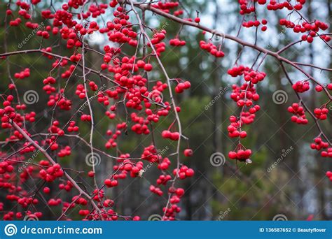 Close Up Autumn Red Berries On Branches Bush With Lots Of Winter