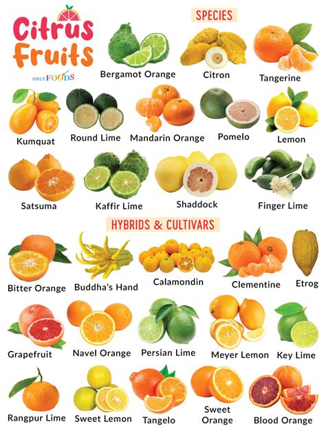 Types Of Citrus Fruits List With Pictures