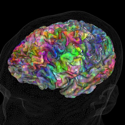 Brain Mapping Brain  Nootropics Mri Neuroscience Berkeley