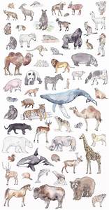 Mammals Educational Poster 11 X 17 Inches Etsy Mammals