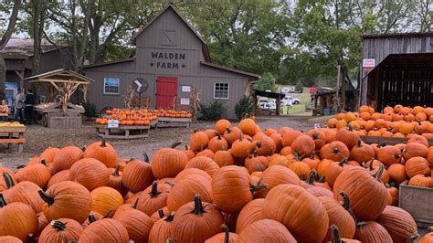 On The Farm These Middle Tennessee Pumpkin Patches Are The Perfect