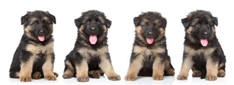 German Shepherds Weight And Height The Complete Guide And Charts