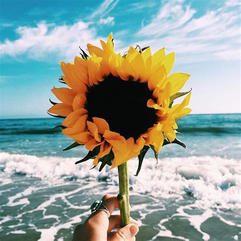Pin by amanda on flowers | Sunflower wallpaper, Beautiful ... Sunflower wallpaper poetry wallpaper cute tumblr morgan harper.
