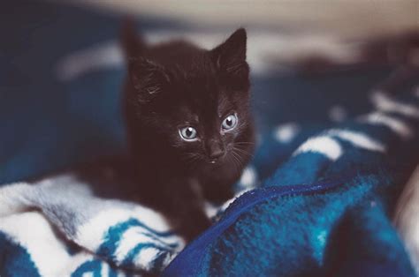 Find and adopt a pet on petfinder today. Seattle Animal Shelter Offers Free Black Cat Adoption This ...