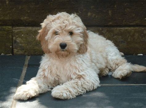 Both breeds have similar temperaments so it's a fairly safe bet that your puppy will grow up to be a. 17 Best images about Cockapoo - my pup on Pinterest ...