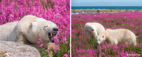 The Marvelous Polar Bear Playing In Flower Fields Captured By Canadian
