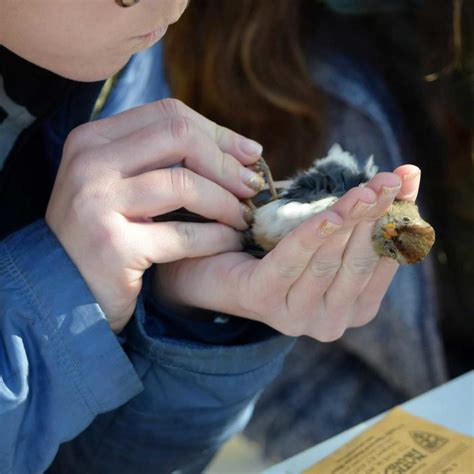 Bird Banding Is Back Audubon Center At Debs Park
