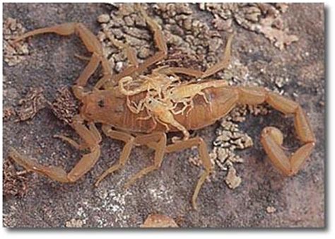 Black widow spiders have the most toxic spider bite in the us. Scorpion Pest Control | Prevention and Treatment Southern ...
