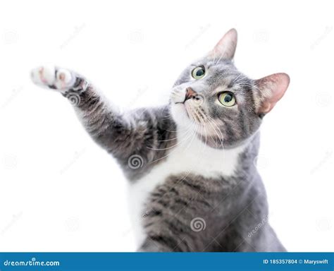 A Tabby Shorthair Cat Reaching Out With One Paw Stock Photo Image Of