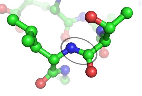 This is just a bond between two amino acids in a long there's nothing called polypeptide bond but peptide bond, which is a bond between the amide. File:Peptide bond.png - Wikimedia Commons