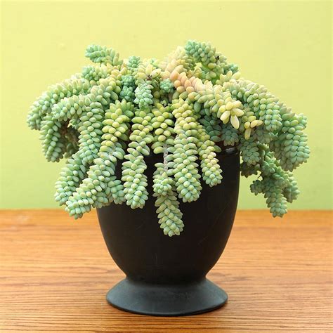 Best Succulents To Grow Indoors Types Of Succulents Cacti And Succulents Planting Succulents