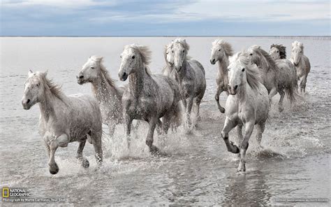 Wild Horses France National Geographic Wallpaper 1680x1050 Download