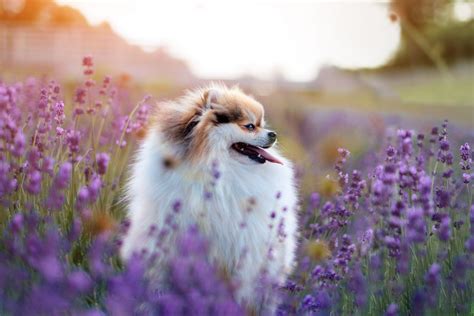 Alphabet Aesthetic Dogs And Flowers Images Dogs Who Couldnt Be More