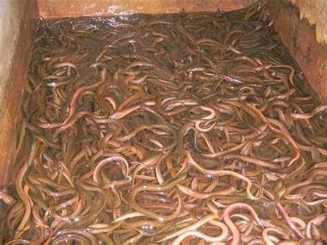 Viral video budikdamber, pelihara ikan dan tanam sayur di ember, ini cerita penemunya. 8 Cara Budidaya Belut Tanpa Lumpur Menghasilkan ...