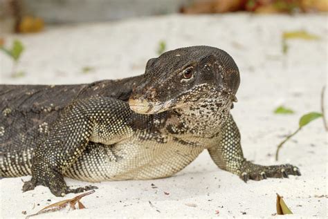 Malayan Water Monitor Lizard Photograph By Sinclair Stammersscience
