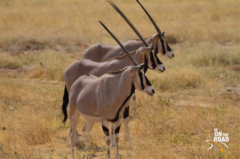 Sometimes they use it for their protection and some time to hunt foods. Common Beisa Oryx: A Beautiful Antelope from Samburu National Reserve, Kenya - Be On The Road ...