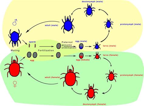Life Cycle Of Mites Vlr Eng Br