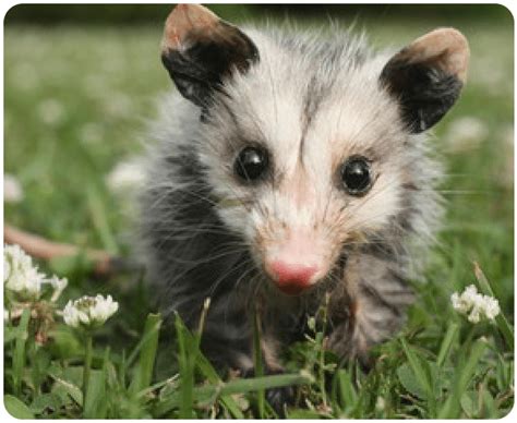 Professional Possum Removal Services In Sydney Expert Pest Control