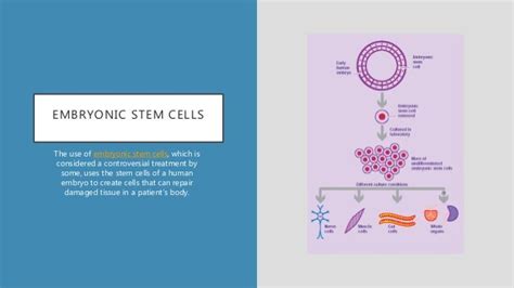 The Difference Between Embryonic Stem Cells And Adult Stem Cells