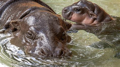 Cute Alert Baby Pygmy Hippo Makes Debut At Zoo Miami
