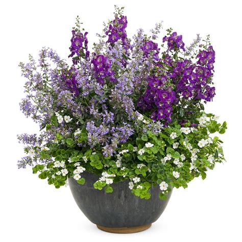 Trimming to size can be done in the spring. PROVEN WINNERS Cat's Meow Catmint (Nepeta) Live Plant ...