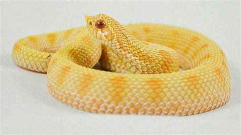 Albino Anaconda Western Hognose Western Hognose Snake Reptiles Pet
