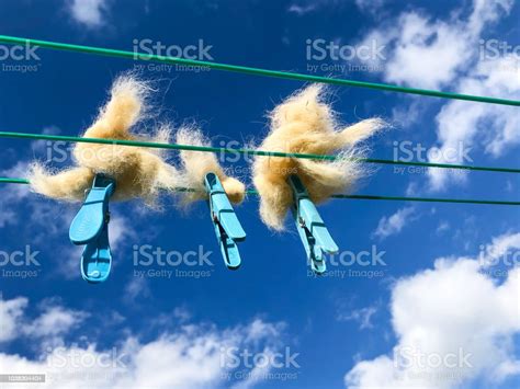 Ginger Cat Fur Hanging On Clothes Washing Line Providing Warm Nest