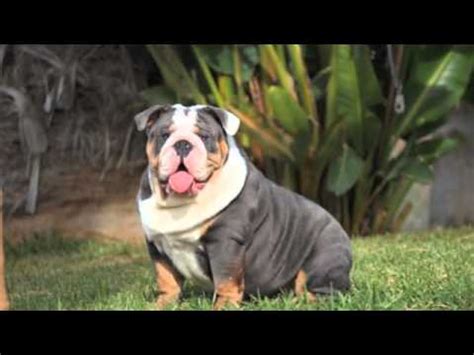 If you are looking for the perfect bulldog puppy that has tons of substance. blue tri english bulldog stud service avilable - YouTube