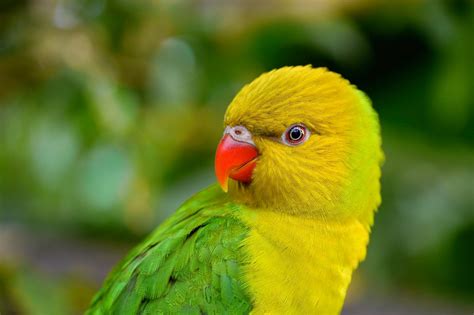 Birds Parrot Beak Animals Wallpapers Hd Desktop And Mobile Backgrounds