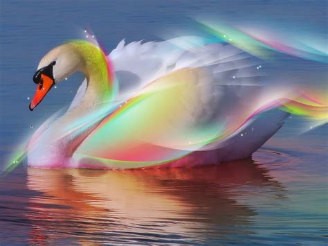 Swan ♥ Bright Colors Wallpaper 20524077 Fanpop
