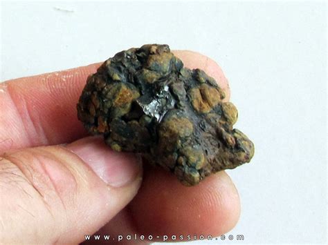Meteorite Pallasite Sericho 13