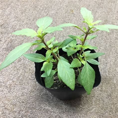 Maguus Shop Rakuten Global Market Seedlings Of Holy Basil Tulsi