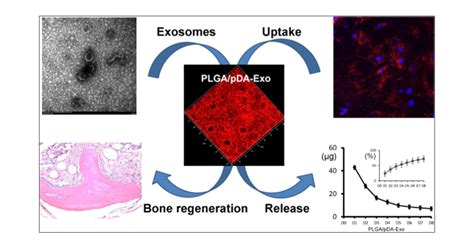 Tissue Engineered Bone Immobilized With Human Adipose Stem Cells