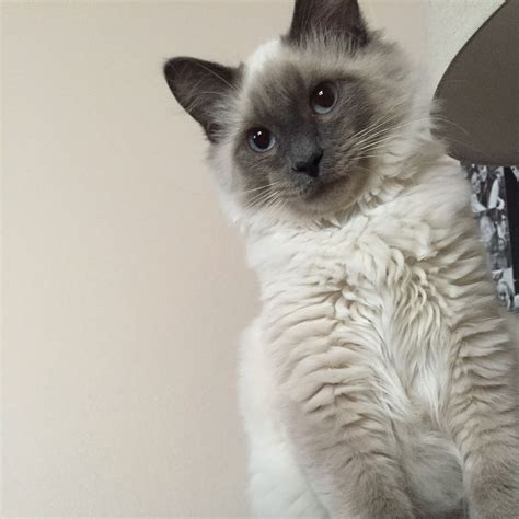 Unique Is There Such A Thing As A Long Haired Siamese Cat For Hair